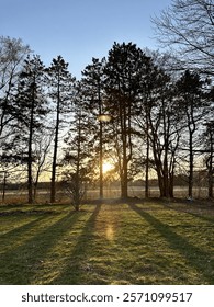 Sun setting through the trees 