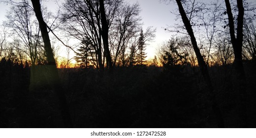 Sun Setting View Throufh Backyard Forest In Alta, California In December.