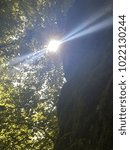 Sun Shine Through The Trees