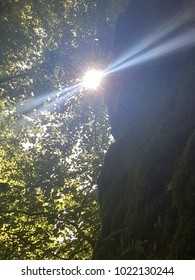 Sun Shine Through The Trees