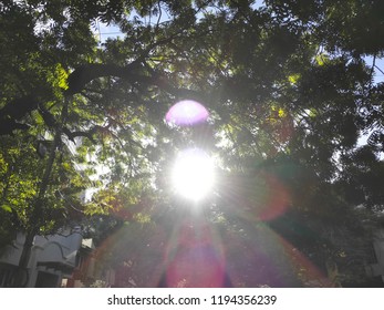 sun shines behind the tree