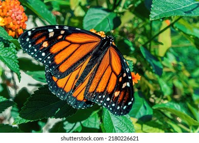 The sun shines brightly on this monarch butterfly sitting on a green plant