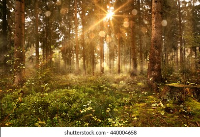 Sun shines into Forest