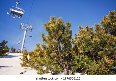 Sun Shines To Low Coniferous Bushes - Dwarf Mountain Pine - With Some Cones On Branches, Blurred Ski Chair Lift Background