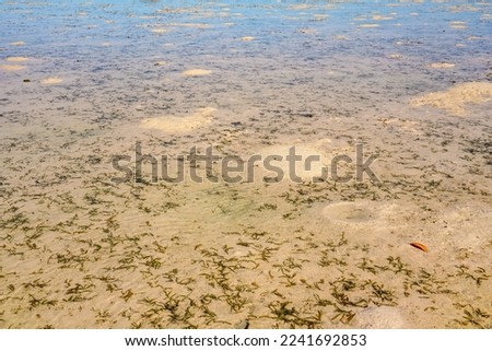 Sun shines to shallow sea during low tide, plants and sand visible under water