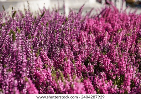 Sun shines to small pink purple erica decorative flowers displayed at street market, closeup shallow depth of field detail, only few plants in focus