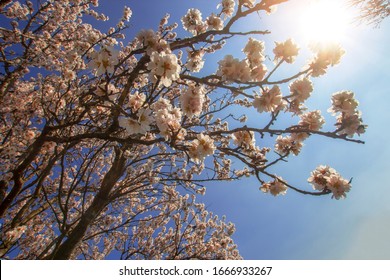 The sun shines through the branches of flowering cherry tree with blue sky in the background. Beautiful spring landscape. 