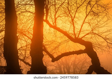 Sun Shines Through Branches of Trees