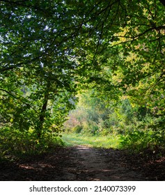 The Sun Shines Through The Foliage Of Trees On A Dirt Forest Road. Sun Glare. Light Effects.