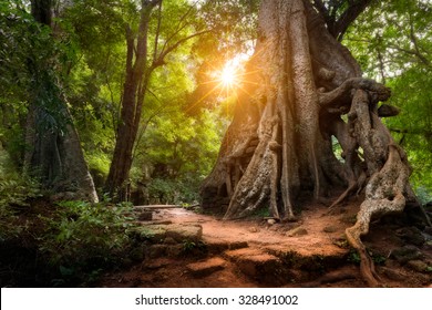 The sun shines through the jungle canopy in Siem Reap, Cambodia.