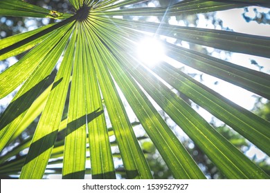 the sun shines through the leaves of a tropical plant in the jungle