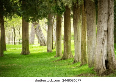 Sun shines through light spruce forest, soil overgrown with moss and fern, mountain range Deister, Lower Saxony Highlands, Niedersachsen, Germany, Europe
 - Powered by Shutterstock