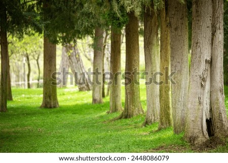 Sun shines through light spruce forest, soil overgrown with moss and fern, mountain range Deister, Lower Saxony Highlands, Niedersachsen, Germany, Europe
