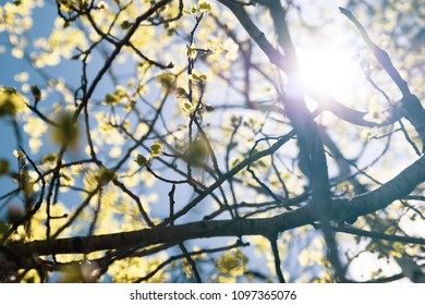 Sun Shines Through a Tree