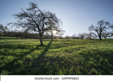 The sun shines through the tree.
