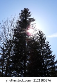 sun shines through a tree