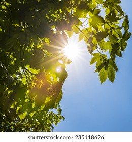 Sun shines through tree crowns in summer