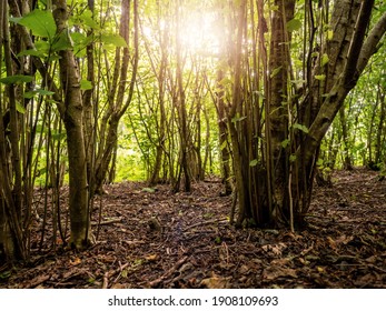 Sun shines through a trees in a dense forest. Nature scene