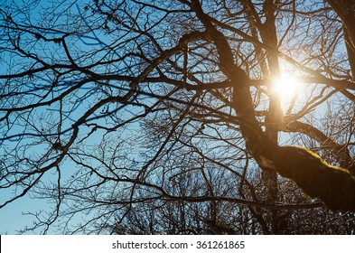 Sun shines through trees on blue sky background. Light goes through branches with no leaves.