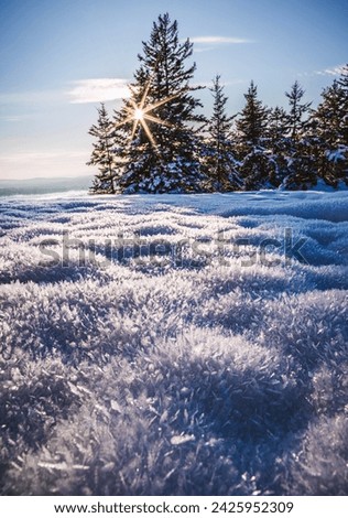 sun shines through trees on snow in winter, Bucksport, Maine