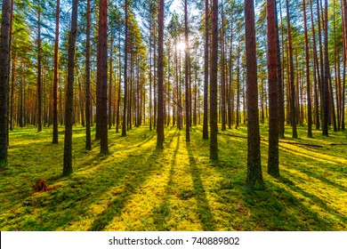 The sun shines through the trees in the pine forest on a clear summer day