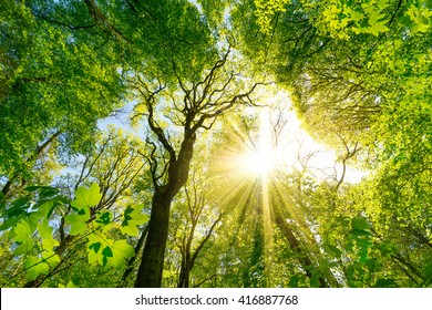 Sun shines through the treetops