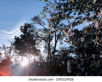 Sun Shining Behind Trees