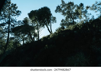 Sun shining behind trees and grass on a hill