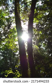 The sun shining between two trees.
