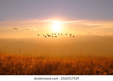 Sun shining and birds silhouettes flying sunset sky