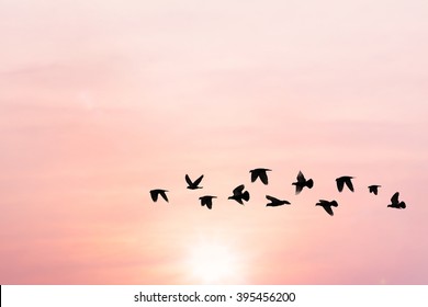 Sun shining and birds silhouettes flying sunset sky  go home - Shutterstock ID 395456200