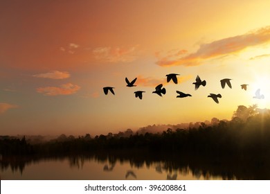 Sun shining and birds silhouettes flying sunset sky  go home - Shutterstock ID 396208861