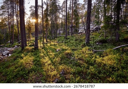 The sun shining brightly through thin trees of a forest