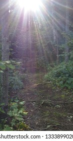 Sun shining down on a path.