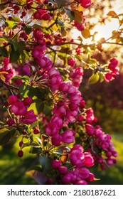 Sun Shining Down Over Pink Spring Flowers