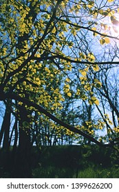 Sun shining in a forest.