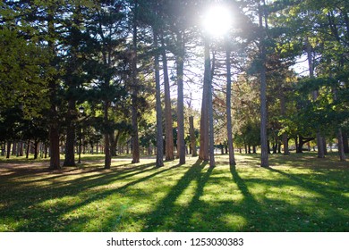 The Sun Shining In Gage Park