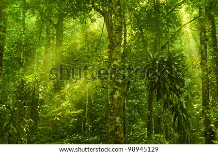 Sun shining into tropical forest