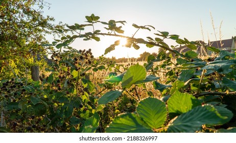 Sun Shining On Blackberries Growing On Bushes