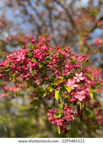 Sun shining on a crabapple tree blooming in the spring
