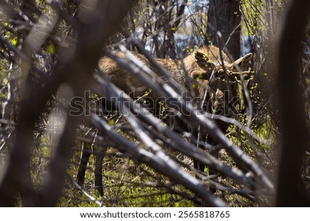 Sun shining on moose in the trees at Potter Marsh on a spring day in Anchorage, Alaska.