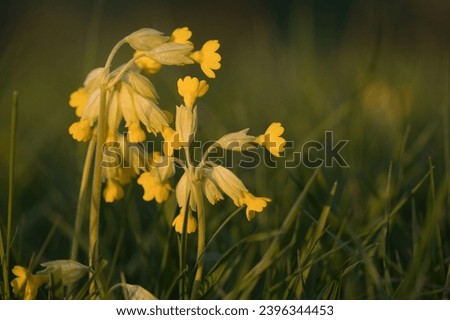 Sun shining on tiny yellow flowers in grass on a spring evening at sunset in Potzbach, Germany.