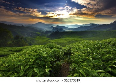 Sun shining over tea garden - Shutterstock ID 310373819