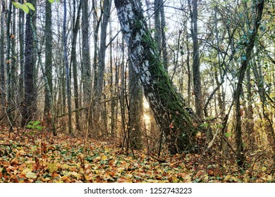 sun shining through 