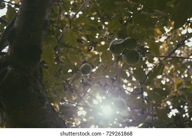 Sun Shining Through an Apple Tree