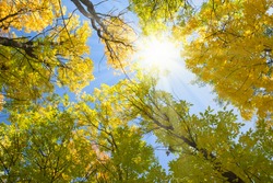 Sun Shining Through Autumn Treetops
