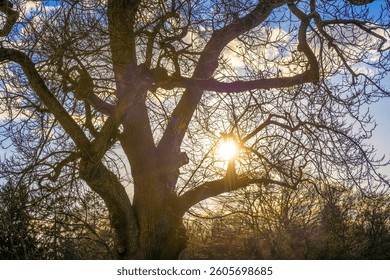 Sun shining through bare tree branches at sunset, creating a beautiful silhouette against the colorful sky