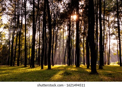 Sun shining through big trees in the forest with orange rays of light. Green grass ground. Sunrise view in the forest.