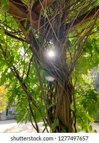 Sun Shining Through the Branches