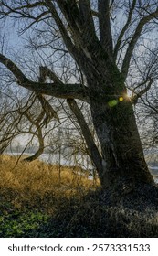 The sun shining through the branches of a tree